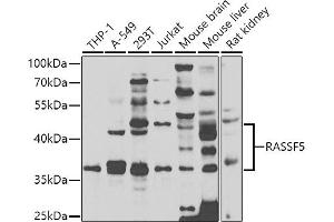 Western blot analysis of extracts of various cell lines, using R antibody  at 1:1000 dilution. (RASSF5 抗体  (AA 1-265))