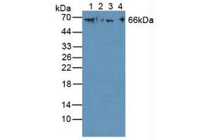 Figure. (Cytokeratin 1 抗体  (AA 487-644))
