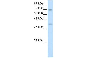 WB Suggested Anti-DLX3 Antibody Titration:  0. (DLX3 抗体  (N-Term))