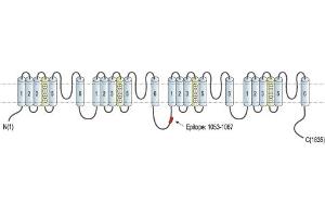 Representative domain view of the target of ABIN7042983.