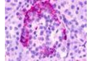 Anti-GPR35 antibody IHC of human pancreas. (GPR35 抗体  (Cytoplasmic Domain))