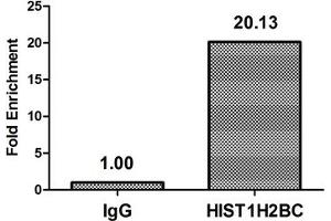 Chromatin Immunoprecipitation Hela (4*10 6 ) were treated with Micrococcal Nuclease, sonicated, and immunoprecipitated with 5 μg anti-HIST1H2BC (ABIN7139595) or a control normal rabbit IgG. (Histone H2B 抗体  (meLys20))