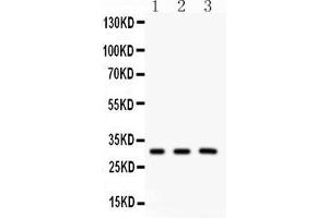 Anti- Peroxiredoxin 4 Picoband antibody, Western blottingAll lanes: Anti Peroxiredoxin 4  at 0. (Peroxiredoxin 4 抗体  (C-Term))