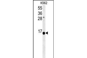 HIST1H2AK Antibody (N-term) (ABIN651540 and ABIN2840289) western blot analysis in K562 cell line lysates (35 μg/lane). (HIST1H2AK 抗体  (N-Term))