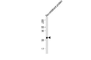 Anti-IFNA1 Antibody (C-term) at 1:2000 dilution + Recombinant protein Lysates/proteins at 20 ng per lane. (IFNA1 抗体  (C-Term))