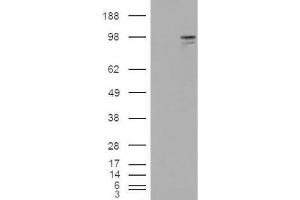 Western Blotting (WB) image for anti-Neuroligin 3 (NLGN3) (Internal Region) antibody (ABIN2466004) (Neuroligin 3 抗体  (Internal Region))