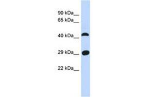 Image no. 1 for anti-Chromosome 4 Open Reading Frame 22 (C4orf22) (AA 35-84) antibody (ABIN6741345) (C4orf22 抗体  (AA 35-84))