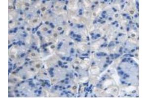 IHC-P analysis of Mouse Stomach Tissue, with DAB staining. (PCYOX1 抗体  (AA 249-505))