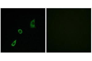 Immunofluorescence (IF) image for anti-Fibroblast Growth Factor 23 (FGF23) (Internal Region) antibody (ABIN1850384) (FGF23 抗体  (Internal Region))