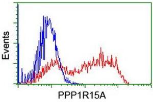 HEK293T cells transfected with either RC200581 overexpress plasmid (Red) or empty vector control plasmid (Blue) were immunostained by anti-PPP1R15A antibody (ABIN2455567), and then analyzed by flow cytometry. (GADD34 抗体)