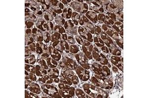 Immunohistochemical staining of human stomach with FAM96A polyclonal antibody  shows strong cytoplasmic positivity in glandular cells at 1:200-1:500 dilution. (FAM96A 抗体)