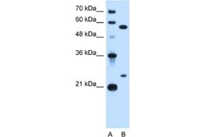 Western Blotting (WB) image for anti-LOC728331 (LOC728331) antibody (ABIN2462912) (LOC728331 抗体)