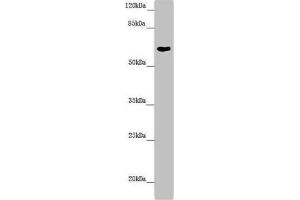 Western blot All lanes: FMO5 antibody at 6. (FMO5 抗体  (AA 1-285))
