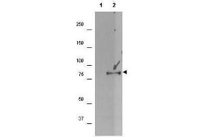 Western blot using  affinity purified anti-p90 RSK1 pS732 antibody shows detection of a band ~90 kDa in size corresponding to phosphorylated p90 RSK1 (arrowhead) in EGF stimulated (lane 2) HEK293T cell lysates prepared from cells grown in the absence of serum for 12 h. (RPS6KA1 抗体  (C-Term, pSer732))