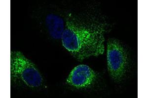 Immunocytochemistry (ICC) image for anti-Calmegin (CLGN) (AA 249-405) antibody (ABIN1843004) (Calmegin 抗体  (AA 249-405))