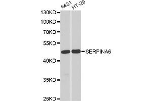 Western blot analysis of extracts of various cell lines, using SERPINA6 antibody (ABIN5973420) at 1/1000 dilution. (SERPINA6 抗体)