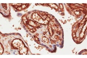 Immunohistochemical staining of human placenta tissue using anti-CD34 antibody.