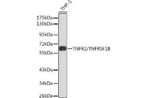 Western Blotting (WB) image for anti-Tumor Necrosis Factor Receptor Superfamily, Member 1B (TNFRSF1B) (AA 30-250) antibody (ABIN1683061)