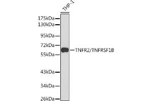 Western blot analysis of extracts of THP-1 cells, using TNFR2/TNFR2/TNFRSF1B antibody (ABIN1683061, ABIN3015125, ABIN3015126 and ABIN6213832) at 1:1000 dilution. (TNFRSF1B 抗体  (AA 30-250))