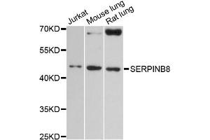 Western blot analysis of extracts of various cell lines, using SERPINB8 antibody (ABIN6291973) at 1:3000 dilution. (SERPINB8 抗体)