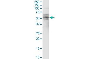 Western Blotting (WB) image for anti-Fas Apoptotic Inhibitory Molecule 3 (FAIM3) (AA 1-390) antibody (ABIN522668)