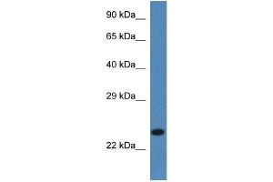Mouse Pancreas; WB Suggested Anti-Ssr2 Antibody. (SSR2 抗体  (C-Term))
