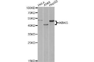 Western blot analysis of extracts of various cell lines, using IKBKG antibody (ABIN5970336) at 1/1000 dilution.