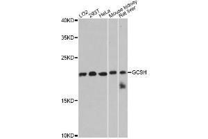 Western blot analysis of extracts of various cell lines, using GCSH antibody. (GCSH 抗体)