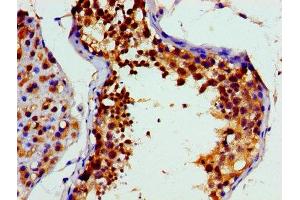 Immunohistochemistry of paraffin-embedded human testis tissue using ABIN7172893 at dilution of 1:100 (VCP 抗体  (AA 704-806))