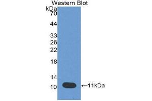 Western Blotting (WB) image for anti-Peptidase Inhibitor 3, Skin-Derived (PI3) (AA 41-117) antibody (Biotin) (ABIN1175842) (PI3 抗体  (AA 41-117) (Biotin))