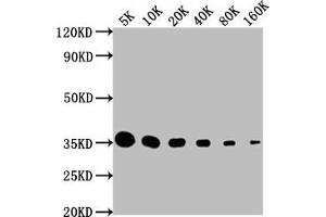 Western Blot Positive WB detected in: HA-tagged fusion protein All lanes: HA-Tag antibody at 1:5000, 1:10000, 1:20000, 1:40000, 1:80000, 1:160000 Secondary Goat polyclonal to Mouse IgG at 1/10000 dilution Predicted band size: 35 kDa Observed band size: 35 kDa (HA-Tag 抗体)