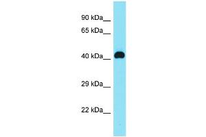 Host: Rabbit Target Name: C8orf76 Sample Type: MDA-MB-435S Whole Cell lysates Antibody Dilution: 1. (C8orf76 抗体  (N-Term))