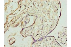 Immunohistochemistry of paraffin-embedded human placenta tissue using ABIN7150532 at dilution of 1:100