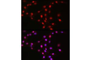 Immunofluorescence analysis of NIH/3T3 cells using MCM2 Rabbit mAb (ABIN7268538) at dilution of 1:100 (40x lens). (MCM2 抗体)