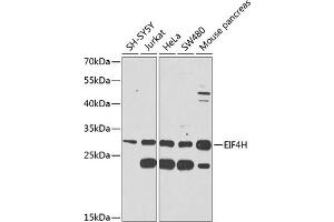 Western blot analysis of extracts of various cell lines, using EIF4H antibody (ABIN6127839, ABIN6140098, ABIN6140099 and ABIN6225288) at 1:1000 dilution. (EIF4H 抗体  (AA 1-228))