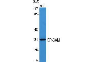 Western Blotting (WB) image for anti-Epithelial Cell Adhesion Molecule (EPCAM) (Internal Region) antibody (ABIN6285309)