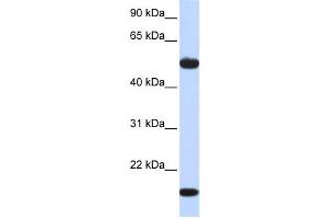 Western Blotting (WB) image for anti-Adenylosuccinate Synthase Like 1 (ADSSL1) antibody (ABIN2459196)