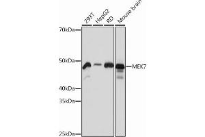 Western blot analysis of extracts of various cell lines, using MEK7 Rabbit mAb  at 1:1000 dilution. (MAP2K7 抗体)