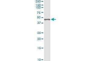 Immunoprecipitation of BGN transfected lysate using anti-BGN monoclonal antibody and Protein A Magnetic Bead , and immunoblotted with BGN MaxPab rabbit polyclonal antibody. (Biglycan 抗体  (AA 1-368))