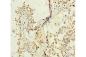 Immunohistochemistry of paraffin-embedded human testis tissue using ABIN7152960 at dilution of 1:100 (FKBPL 抗体  (AA 1-349))