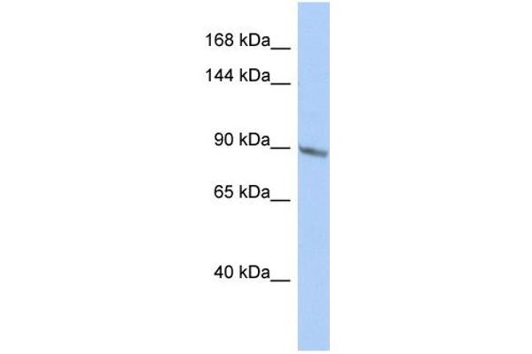 TBC1D2B 抗体  (Middle Region)