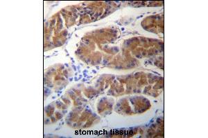 MORN1 Antibody (N-term) (ABIN657283 and ABIN2846371) immunohistochemistry analysis in formalin fixed and paraffin embedded human stomach tissue followed by peroxidase conjugation of the secondary antibody and DAB staining. (MORN1 抗体  (N-Term))