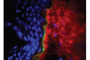 Frozen human skin tissue section was stained with Mouse Anti-Type I Collagen-UNLB, and DAPI. (Collagen Type I 抗体  (FITC))