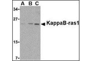 Western blot analysis of KappaB ras1 in RAW264. (NKIRAS1 抗体  (C-Term))
