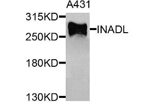 Western blot analysis of extracts of A431 cells, using INADL antibody. (PATJ 抗体)