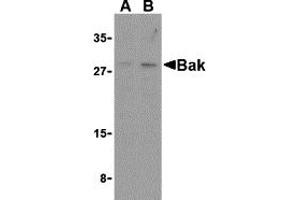 Western Blotting (WB) image for anti-BCL2-Antagonist/killer 1 (BAK1) (N-Term) antibody (ABIN1031258) (BAK1 抗体  (N-Term))