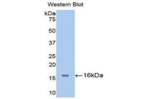 Western Blotting (WB) image for anti-Fibroblast Growth Factor Receptor 1 (FGFR1) (AA 236-362) antibody (ABIN3201622) (FGFR1 抗体  (AA 236-362))