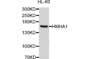 Western blot analysis of extracts of HL-60 cells, using ARHGAP45 antibody (ABIN5997256) at 1/1000 dilution. (HMHA1 抗体)