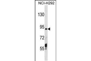 Western blot analysis in NCI-H292 cell line lysates (35ug/lane). (TMPRSS6 抗体  (N-Term))