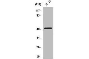 Western Blot analysis of HT29 cells using ZFYVE19 Polyclonal Antibody (ZFYVE19 抗体  (Internal Region))